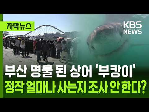 [자막뉴스] 부산 명물 된 상어 '부캉이' 정작 얼마나 사는지 조사 안 한다? / KBS 2026.09.24.