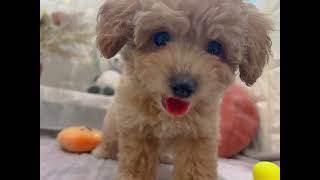 ハーフ犬の動画01