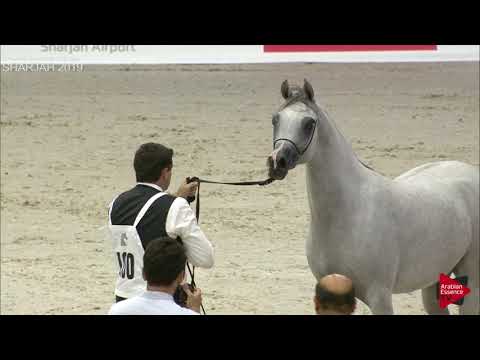 N 100 RK SADEEM   Sharjah International 2019