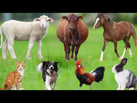 Farm Animal Collection: Cow, Chicken, Pig, Elephant, Dog, Turtle, Duck, Pelican – Farm Animal Sounds