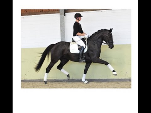 Weidenhof Verkaufspferd: "ALIZAR" 3j. v. Ampere-De Niro Hannoveraner