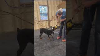 Video preview image #4  Breeder Profile in FORT LAUDERDALE, FL, USA
