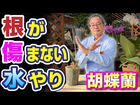 氷を使って蘭に水をやる方法は？根が腐らないようにするためのヒントをご覧ください。  庭園