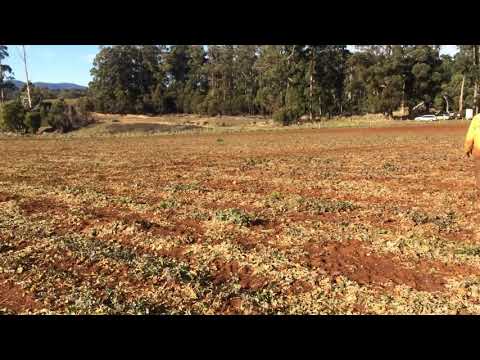 Strong Kiriboys.. Last day of work in our 7farm