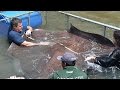 Monstrous 700 800 Pound Stingray