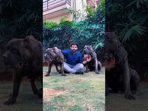 Pressa Canario Loverss.. commenttt🤠... #puppy #puppylove #dog #kerala #malayalam