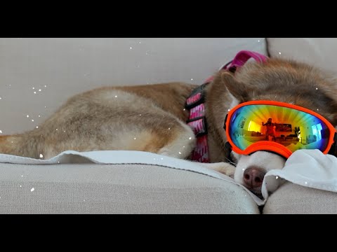 RiFF RAFF - FROSTY & THE FOX (Official Music Video)