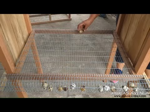 , title : 'Como se hace jaula casera de codorniz How to make quail cage'