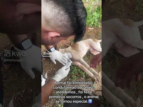 #brasil #cachorro #cachorros #caes #protetoresdeanimais #goiania #senadorcanedo #goiás #saopaulo