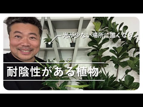 固着性オーク材 植物