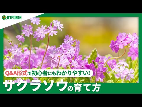 園芸 サクラソウ、大家族