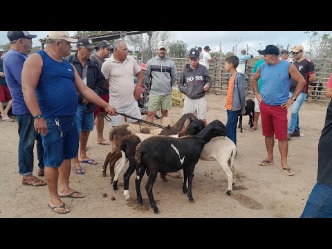 Feira de Animais do Sítio Caiaí em Santa Maria do Cambucá Pernambuco 18/10/2025 $$