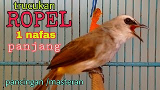 Download lagu Trucukan gacor ropel panjang 1 nafas cengkok syahdu terbaik mp3