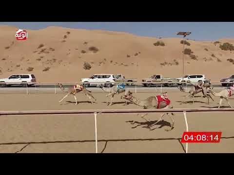  الشوط 24 (الماريه) لـ سعيد حمد هادي عامر الأحبابي 8:01 , شارة الديوان 2025/11/08 لقايا اللبسه 