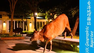 preview picture of video '那夜凌晨，我在西貢影牛牛 Sai Kung Cows at Night'