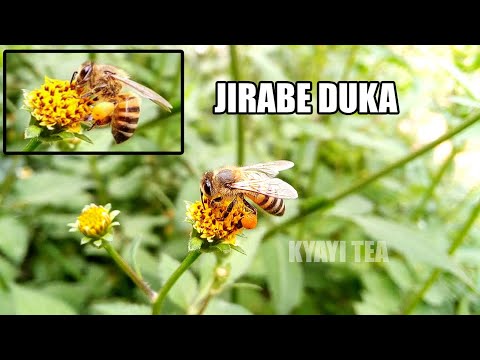 Enjuki Elimu Emizimu Ejjibika Abagenda Okuffa Yiino Elanga Nabagenyi Ewaka