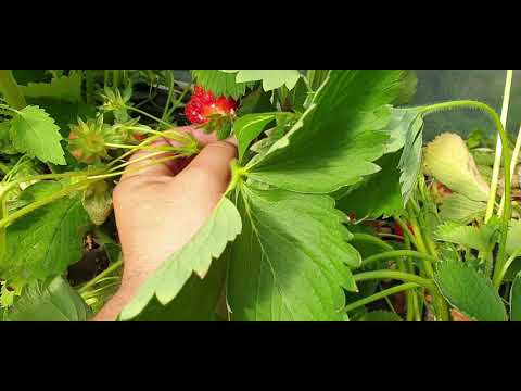Клубника Клери в балаганах. Сбор ягод.