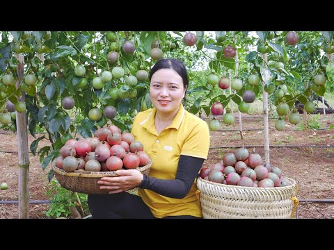 Harvesting Passion Fruit Garden , Guava Garden Go to the market to sell | Lucia Daily Life