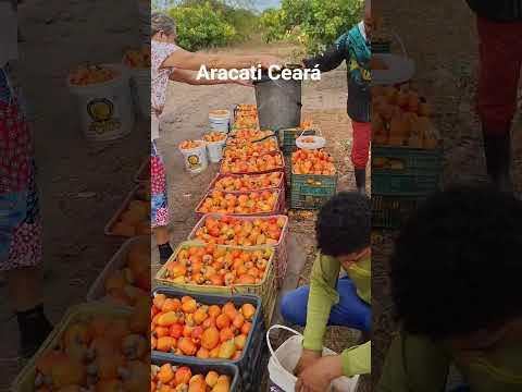 aracati Ceará fartura de caju