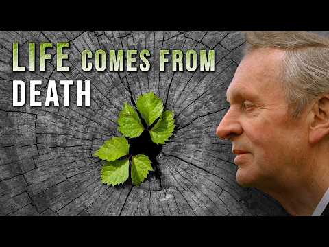 The Production of the Plant Hormone Auxin by Dying Cells  | Journal of Experimental Botany