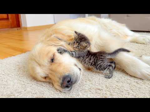 YouTube 썸네일