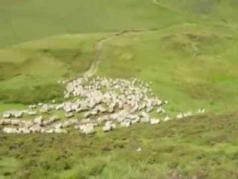 Swingin' Shepherd Blues video