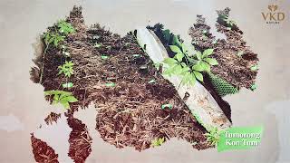 Ngọc Linh Tiên Nữ - 2025 bản chuẩn - Tập đoàn Y Dược Sâm Ngọc Linh