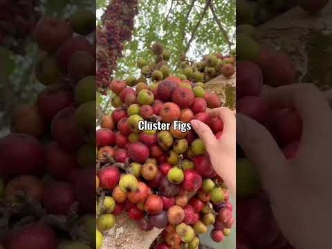 Cluster Figs