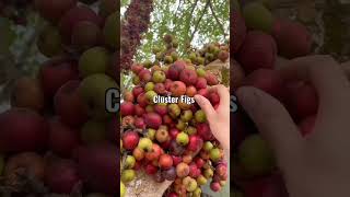 Download lagu Cluster Figs mp3 Download lagu Cluster Figs mp3