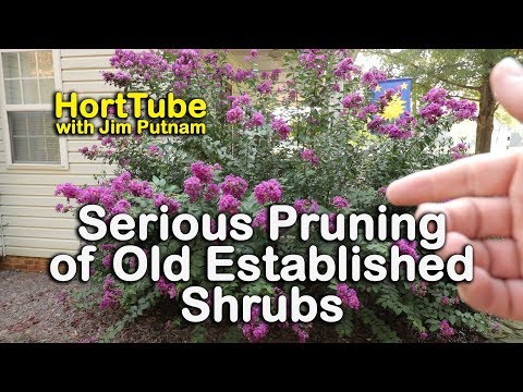 download lagu mp3 mp4 Pruning Old Azaleas, download lagu Pruning Old Azaleas gratis, unduh video klip Pruning Old Azaleas