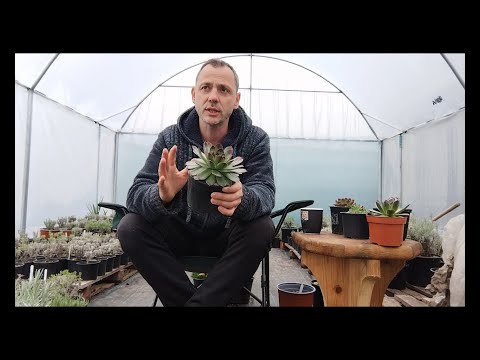 Artar Japonez din seminte!