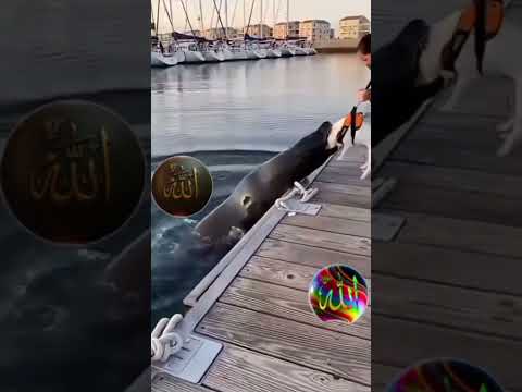 Tilawat Quran #egzonibrahimi