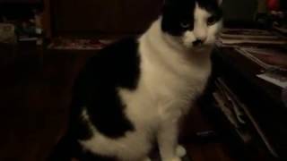 Download lagu Our Cat, Muning, Ordering Me To Go Prepare His Food (Harry Nilsson - Everything is Food) mp3 Download lagu Our Cat, Muning, Ordering Me To Go Prepare His Food (Harry Nilsson - Everything is Food) mp3