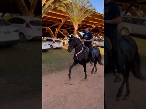 CAVALO DE 200mil reais ENIGMA LUMIAR 🔰🚀