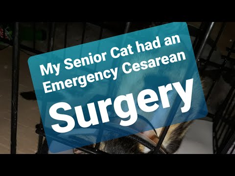 Cat's Emergency Cesarean