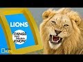 Cool Facts About Lions | Things You Wanna Know