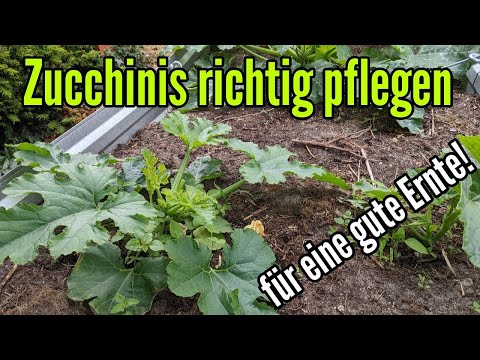 , title : 'Die richtige Pflege für Zucchinipflanzen - Zucchini pflegen gießen düngen Standort'