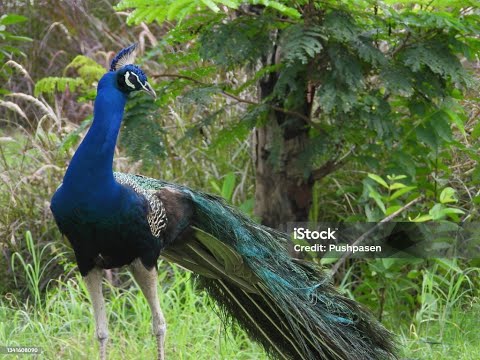 TOP 50 BEAUTIFUL ANIMALS - HDR 120fps Dolby Vision with Animal Sounds (Colorfully Dynamic)