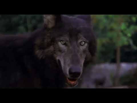 Benji the Hunted (1987) - Benji and Wolf chase scene - Falling dummy