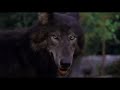 Benji The Hunted 1987 Benji And Wolf Chase Scene Falling Dummy