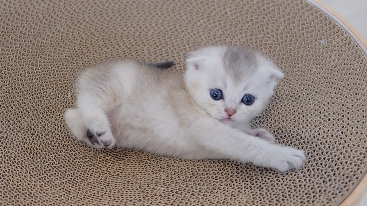 When playing alone gets lonely, the siblings rush over to join them!