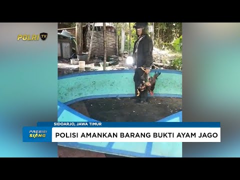POLRES SIDOARJO GEREBEK ARENA JUDI SABUNG AYAM