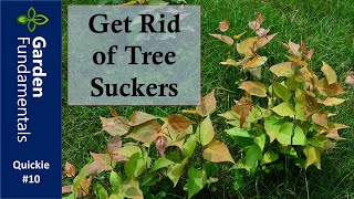 Get Rid of Tree Suckers in Your Lawn ⏳⌚️⌛️ Garden Quickie #10