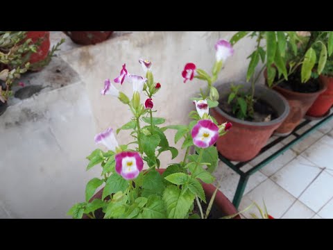 download lagu mp3 mp4 Torenia Plant, download lagu Torenia Plant gratis, unduh video klip Torenia Plant