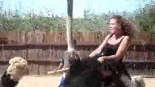 preview picture of video 'Riding an ostrich in Oudtshoorn South Africa'