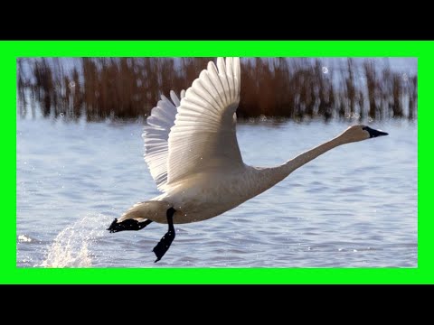 Labuť trompetová (Cygnus buccinator) — Trumpeter Swan typický trúbiaci hlas druhu