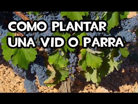 , title : 'Cómo plantar una Vid o Parra | Huerto Organico'