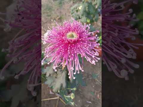 Chrysanthemum #Guldawdii#catagory#Spiders#pink#yelow#white#NBRI FLOWER SHOW #ACHALGREENEMPIRE
