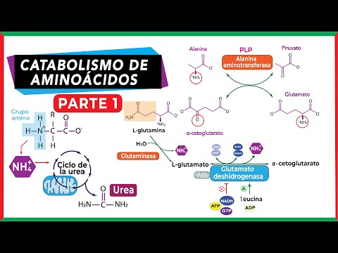 Fate of the amino group | Amino acid catabolism - Part 1