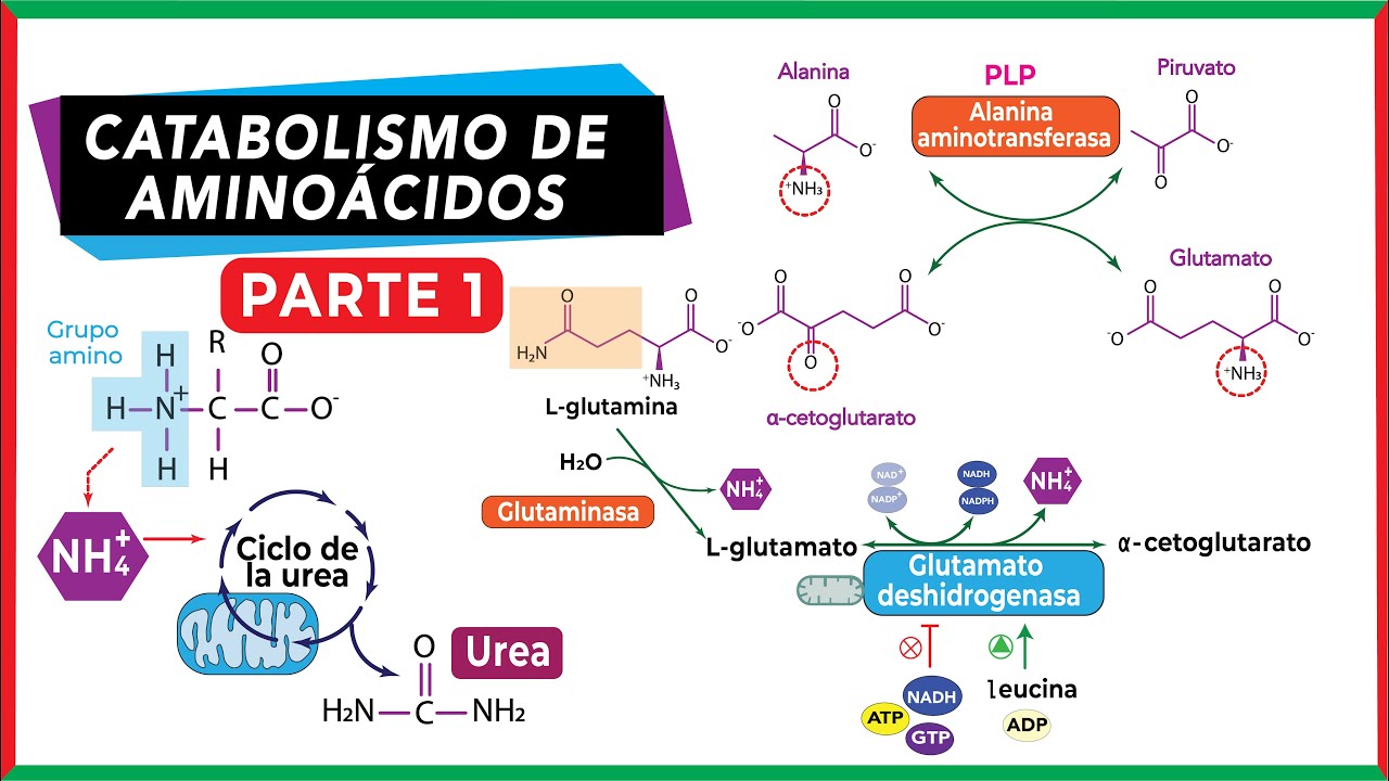 Destino del grupo amino | Catabolismo de aminoácidos - Parte 1
